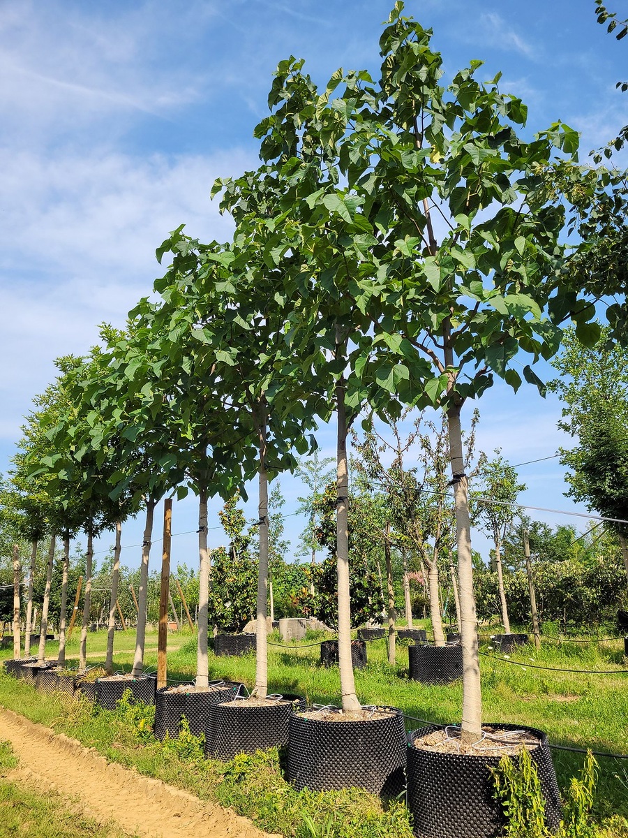 Открытый питомник Павловнии (Адамова дерева)