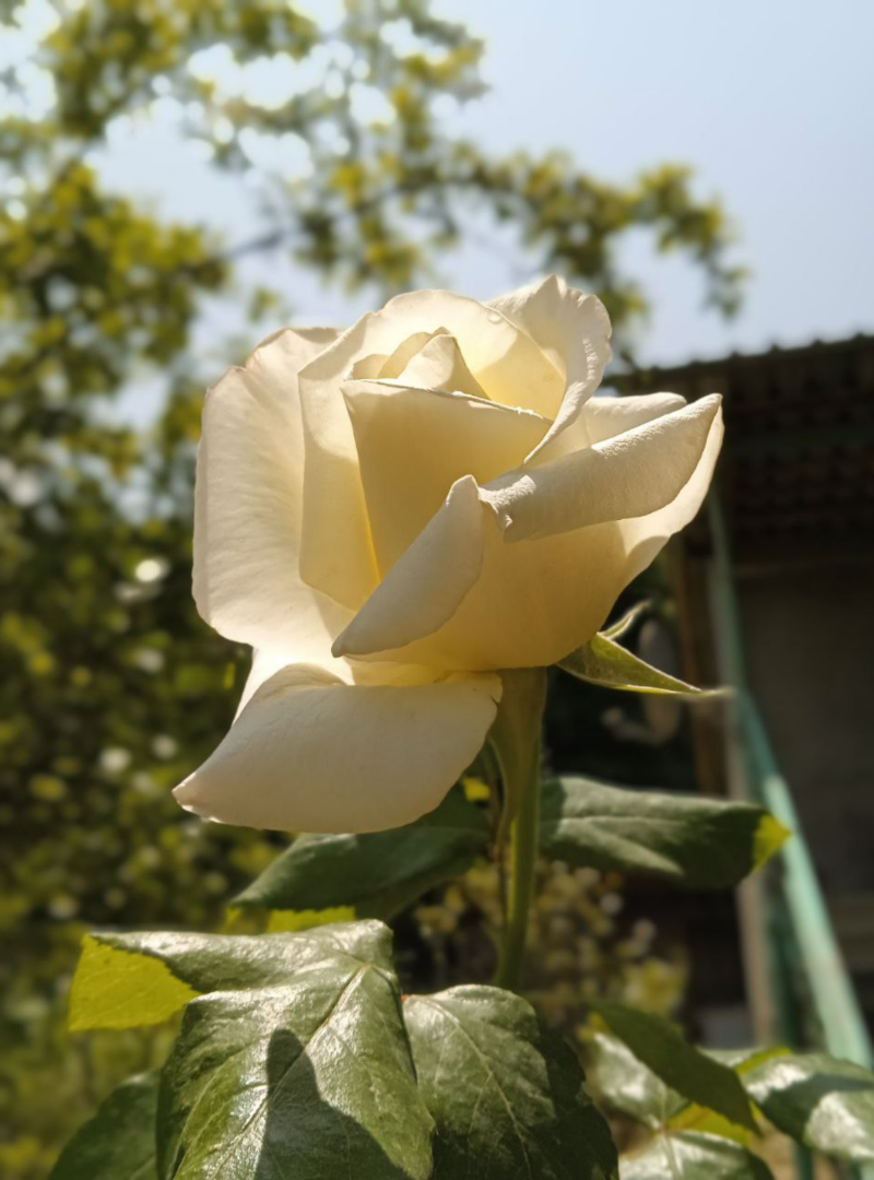 Ничего не скашивалось, не обрезалось, не подвязвалось несколько лет. Яблони пустили поросль везде, где дотянулись. Розовые кусты вымахали до небес. Виноград так навалился на забор, что тот трещит под его тяжестью.