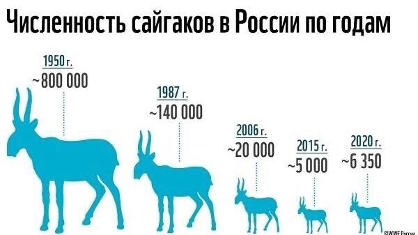 Численность сайгаков России неуклоннее сокращалась с 1950 года. Фото: 1M