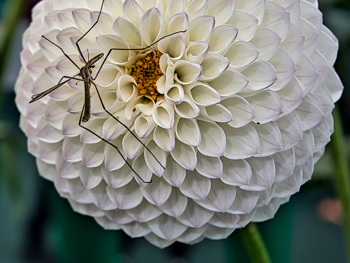 Tipulidae — лат. название семейства. Фотография: Geoff Henson, CC BY-ND 2.0
