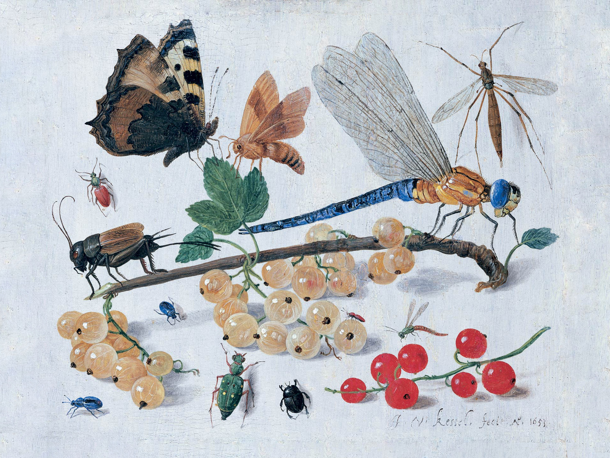 Долгоножки известны с давних времён. Фрагмент рисунка Jan van Kessel the Elder, 1653 год.