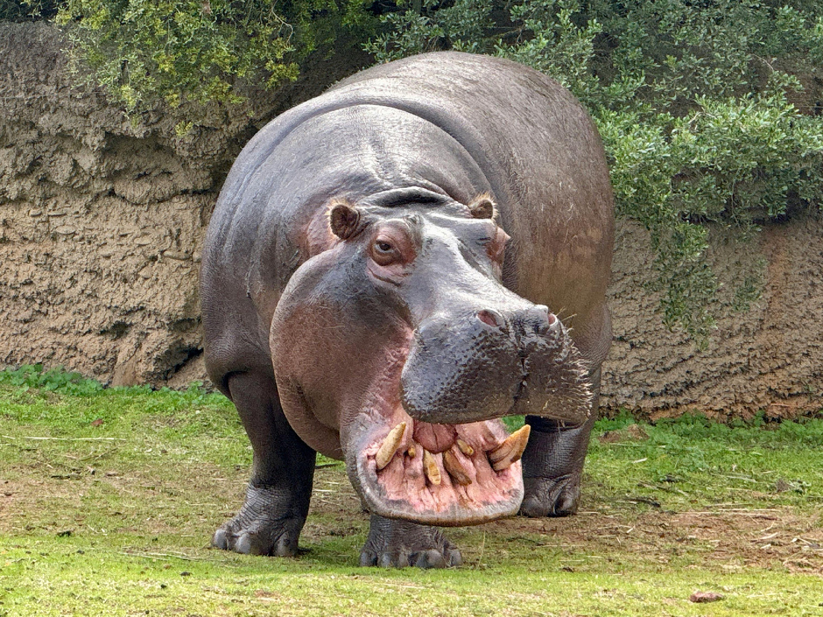 Пока бегемот дойдёт до цели, и ноги собьёт, и телом пересохнет.