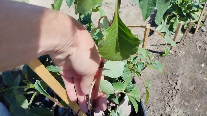 Георгины в кашпо