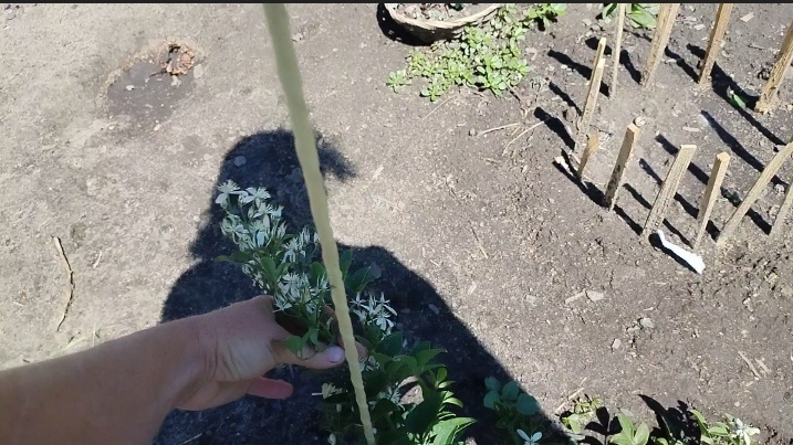 Клематис метельчатый