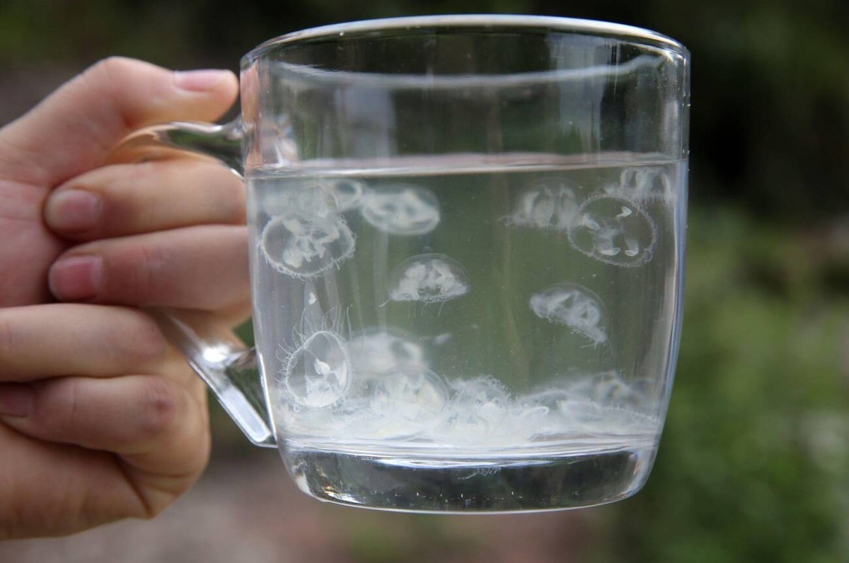 Тот самый необычный и дорогущий китайский чай, который тебе посоветовал продавец.  