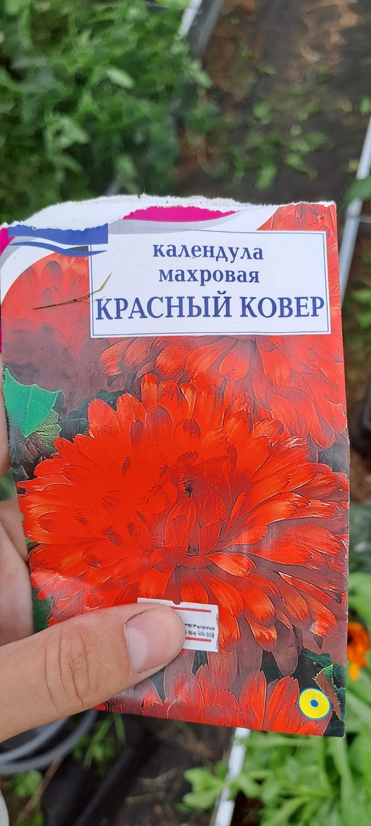 Картинка очень привлекательная. Запоминаем- красная и махровая (фото автора)
