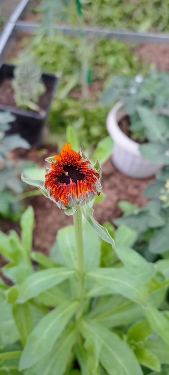 Бутон набирает цвет. Вот же ж оно!...(Фото автора)