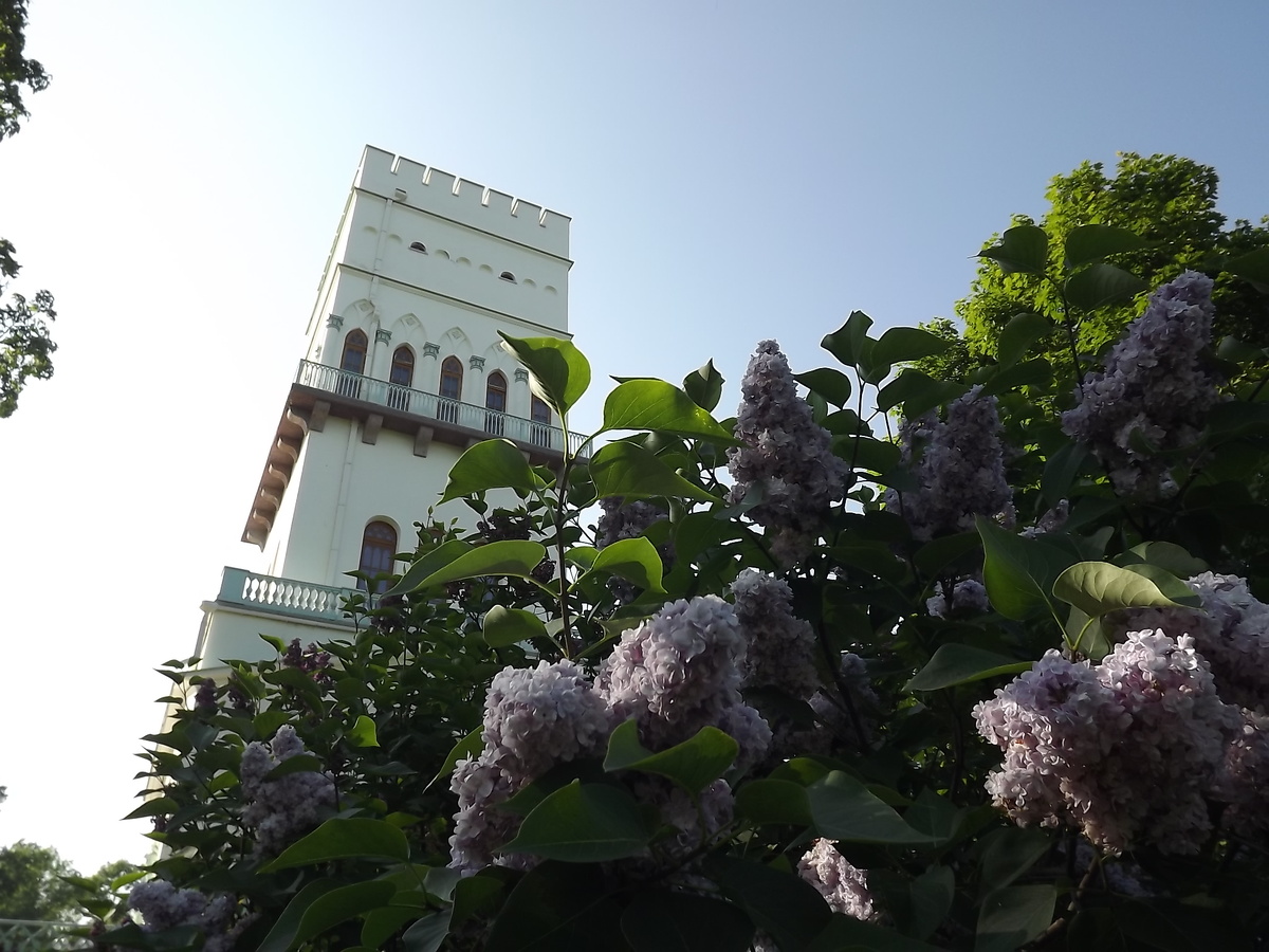 В Александровском парке последние дни отцветающей сирени, 14 июня 2025