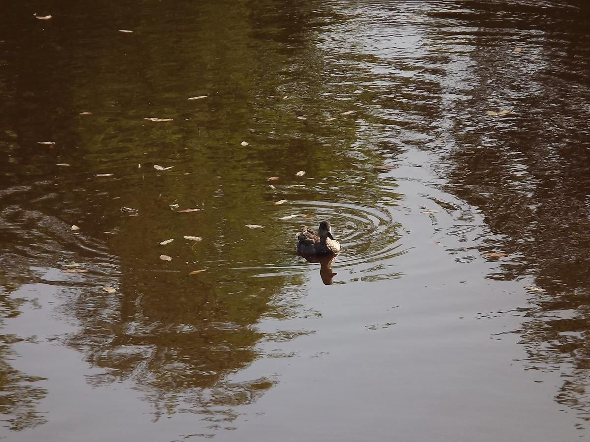 Серая утка, 14 июня