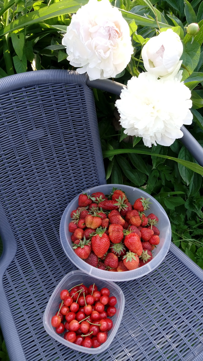 Галерея фотографий первого, пока совсем небольшого, урожая и цветов