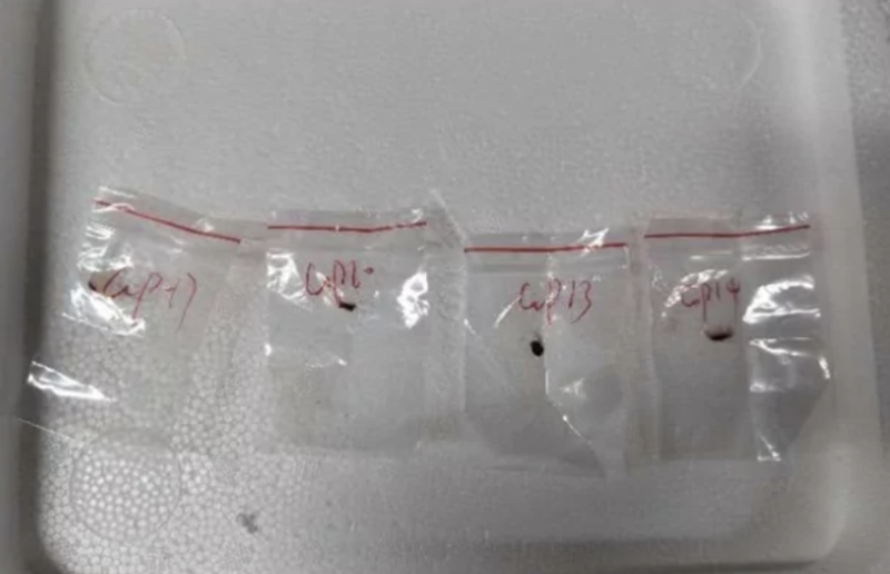    Гражданин КНР пытался незаконно перевезти опасный грибок. Однако на границе его багаж тщательно досмотрели и изъяли контрабанду. ФОТО: Скриншот с сайта jamestown.org*