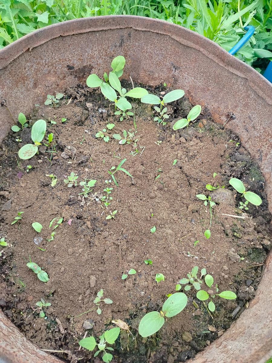 Мои огурчики в бочке.