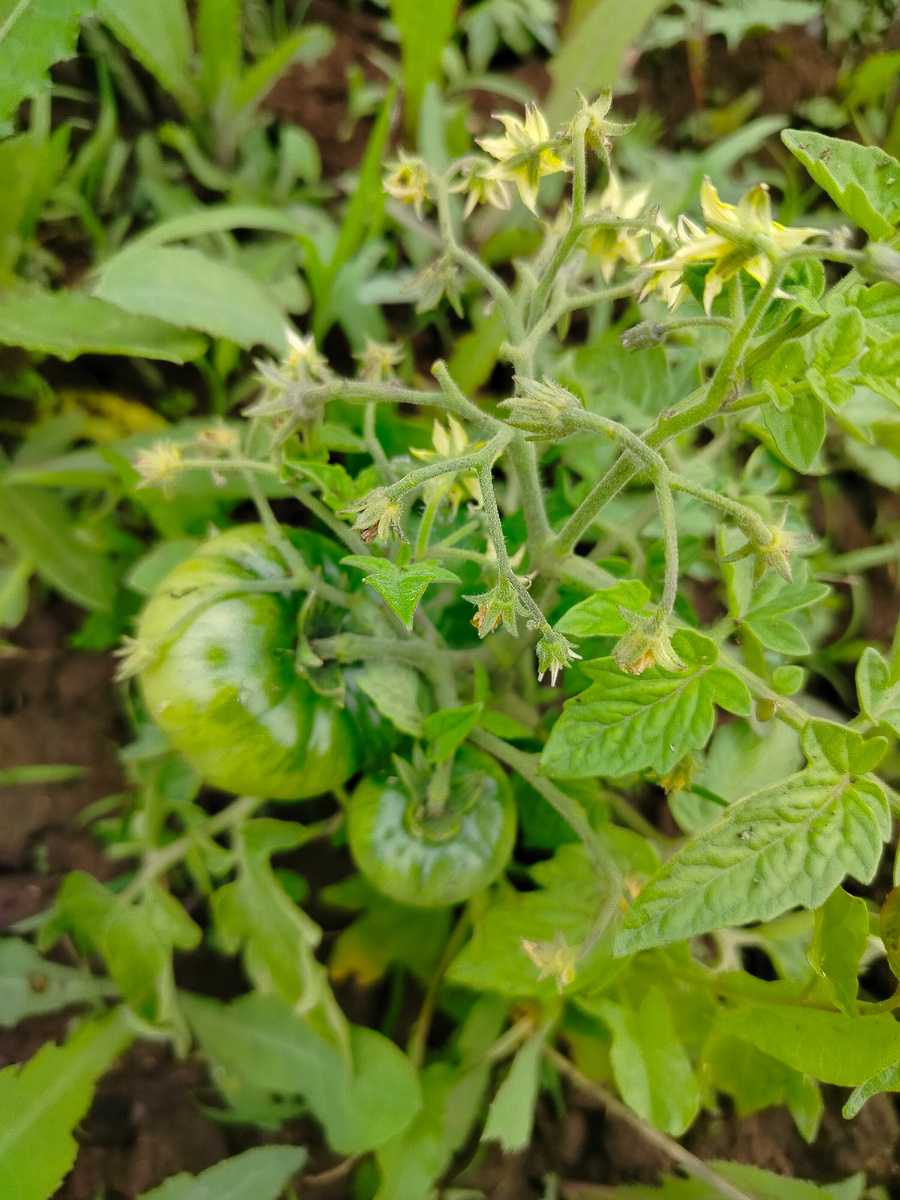 Помидорчики на кусте в открытом грунте.