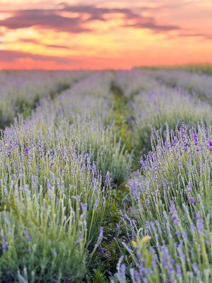 На фото: цветущая лаванда 1 июля 2024 года (Источник: Экопарк Соты & Варенье»)  📷
