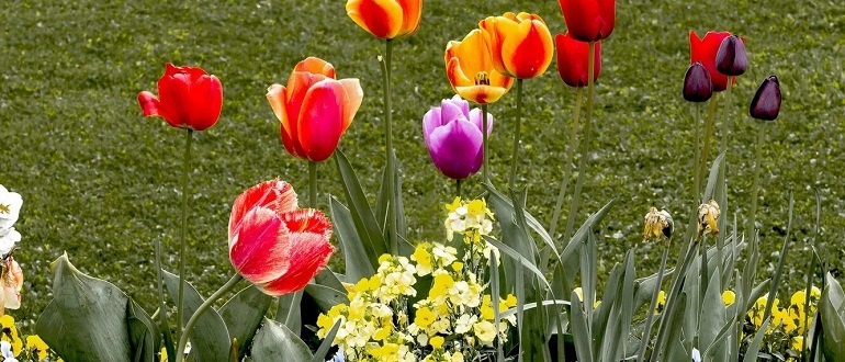 Тюльпаны после цветения: на что нужно обратить внимание