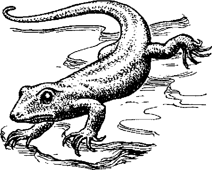 Неклассифицированный проколофонид из триаса.