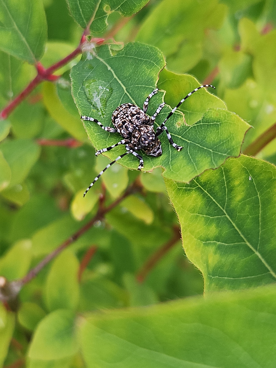 Усач булавобёдрый на листе жимолости. Фото автора (листать вправо).