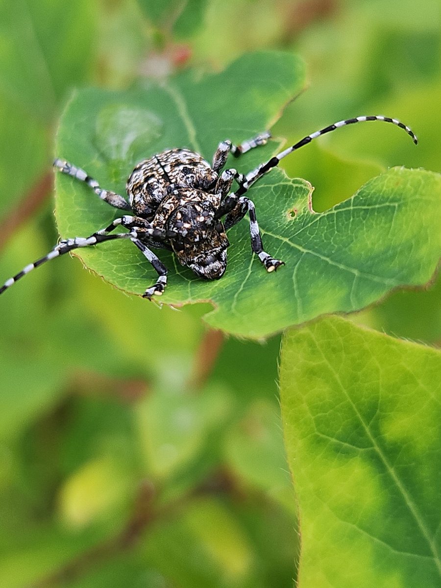 Усач булавобёдрый на листе жимолости. Фото автора.