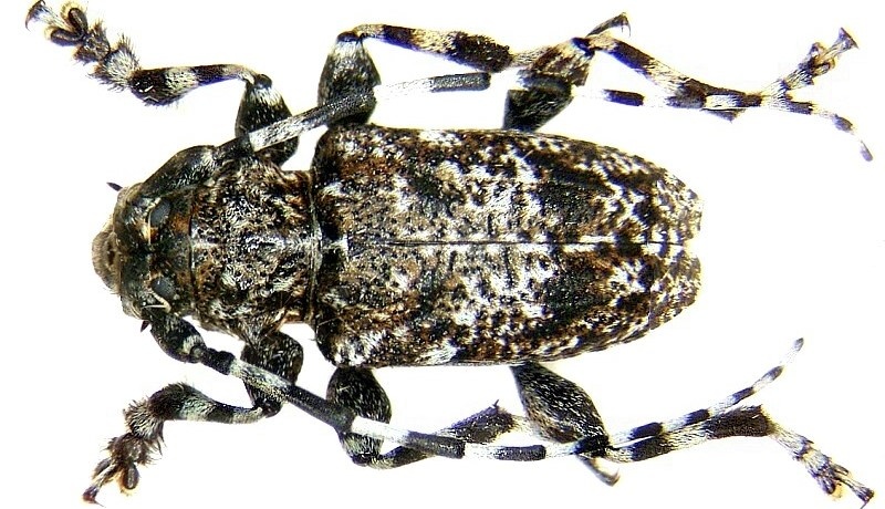 Усач булавобёдрый. Вид сверху. Источник: https://en.wikipedia.org/wiki/File:Acanthoderes_clavipes_(Schrank,_1781)_(3042762589).jpg (листать вправо).