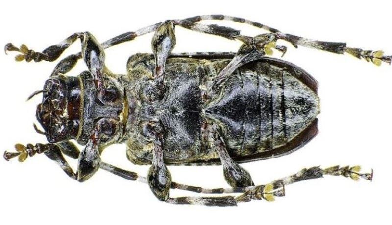 Усач булавобёдрый. Вид снизу. Источник: https://commons.m.wikimedia.org/wiki/File:Aegomorphus_clavipes_under.jpg. 