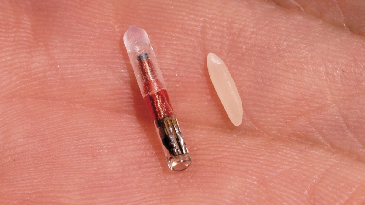 Размеры чипа в сравнении с рисовым зернышком. Источник - https://inbusiness.kz

