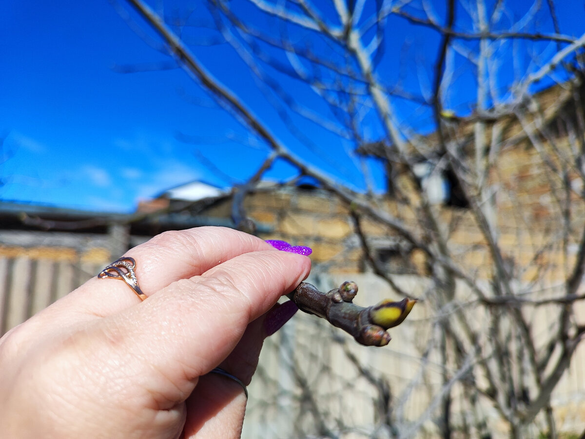 инжир весной