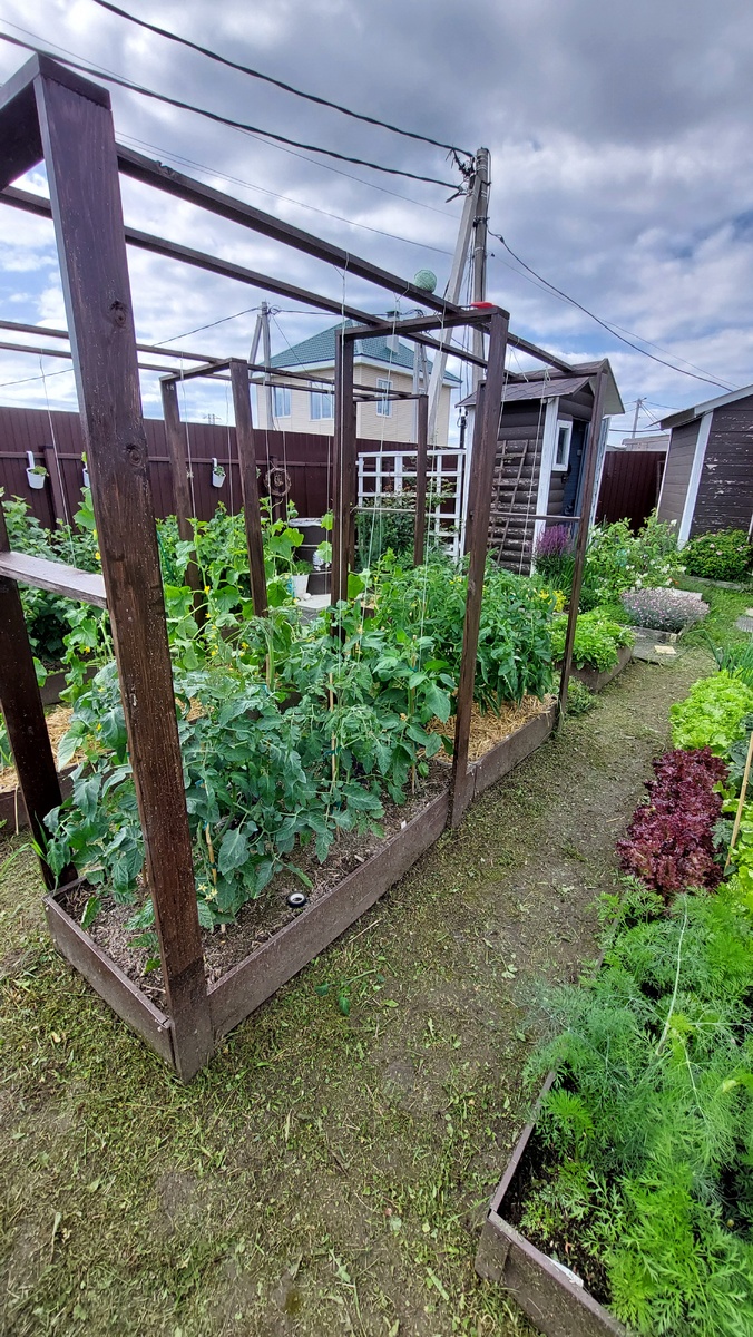 Грядка томатов