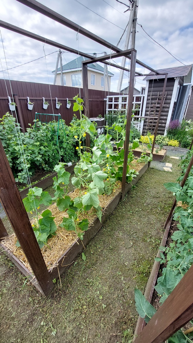 Грядка с огурцами