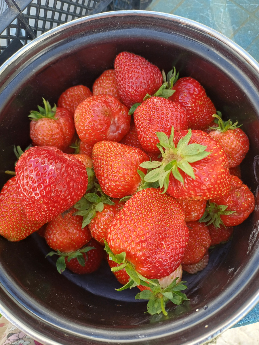 Это с 6-ти кустов