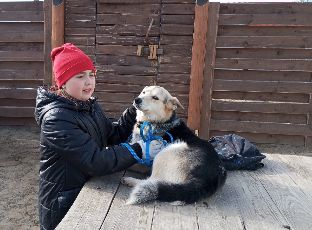 На занятиях для волонтёров по социализации собак с кинологом Юрием Мотлоховым