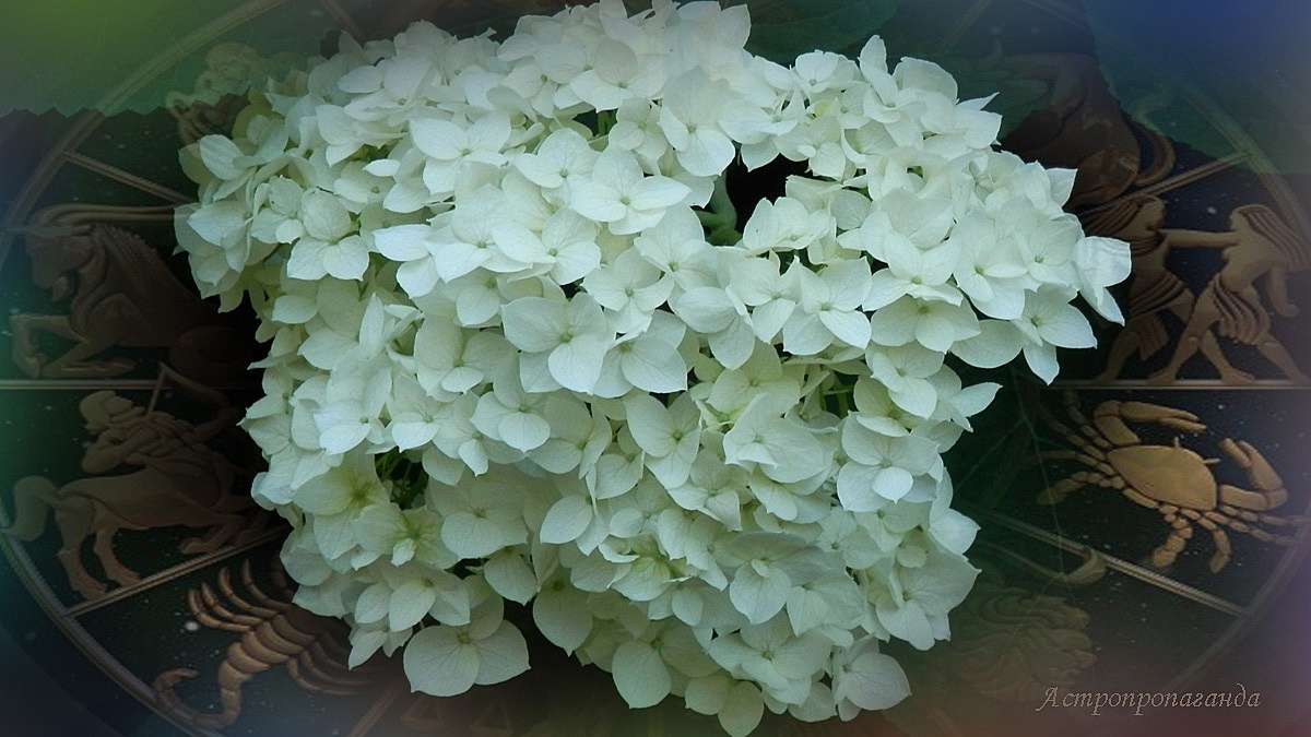 Гороскоп с 23 по 29 июня 2025: Солнце и Меркурий главенствуют, но ни к чему не принуждают | Недельный гороскоп 