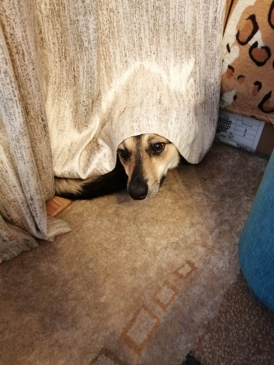 Не отковыряете! Я сама это сделаю, когда решу, что пора