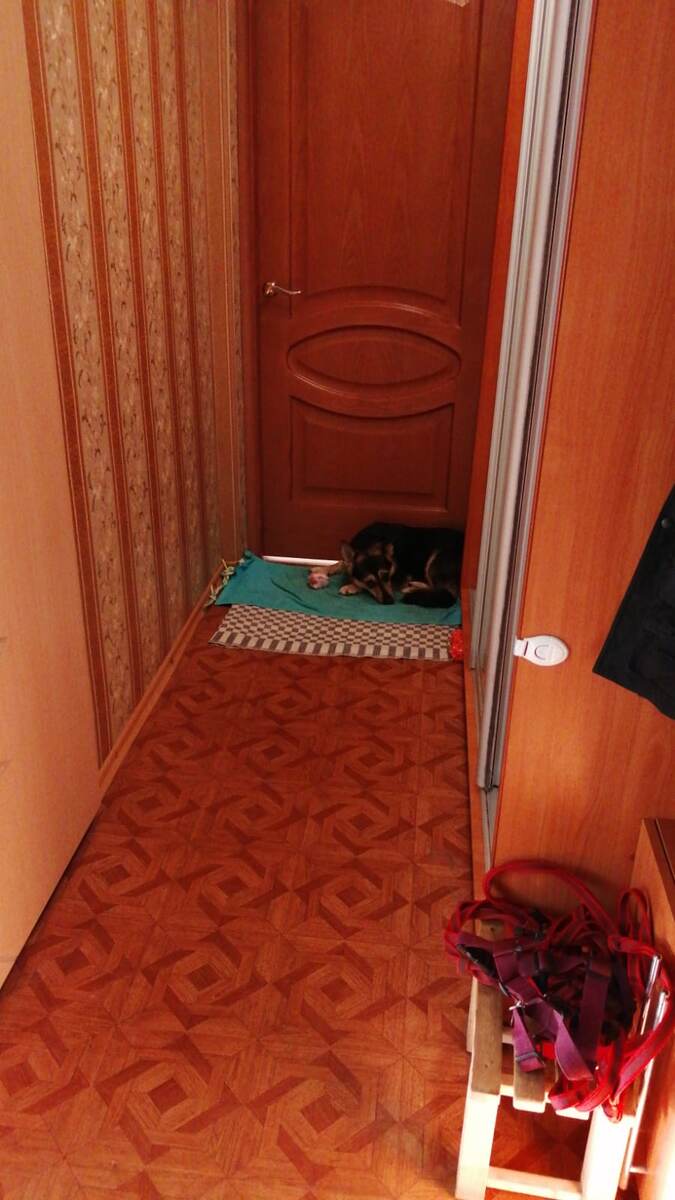 А где собака? Да всё там же. В углу