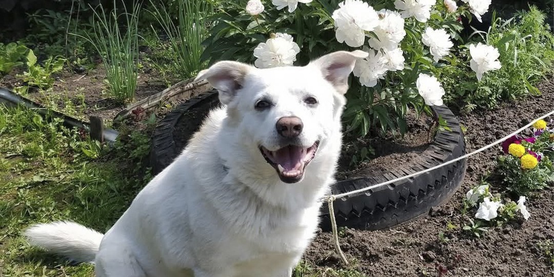 Под Москвой пес нашел крошечного котенка и спас его