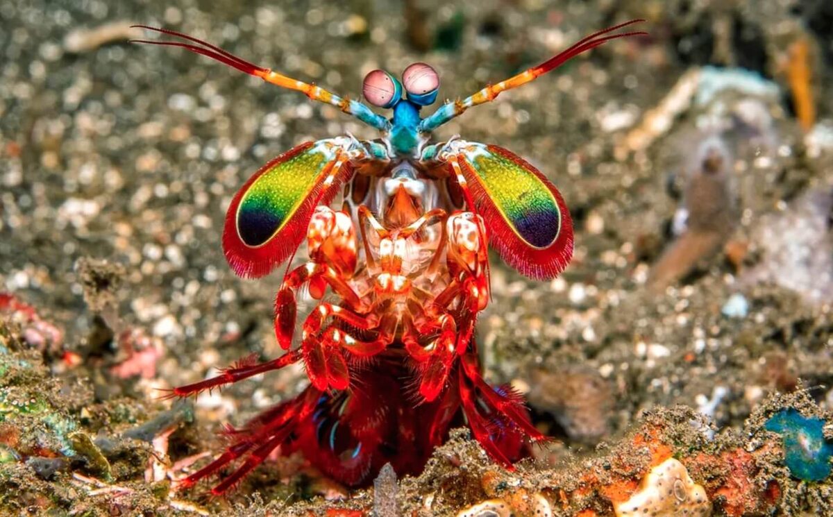    Креветка-богомол различает настолько много цветов, что ученые даже не знают, для чего ей это нужно