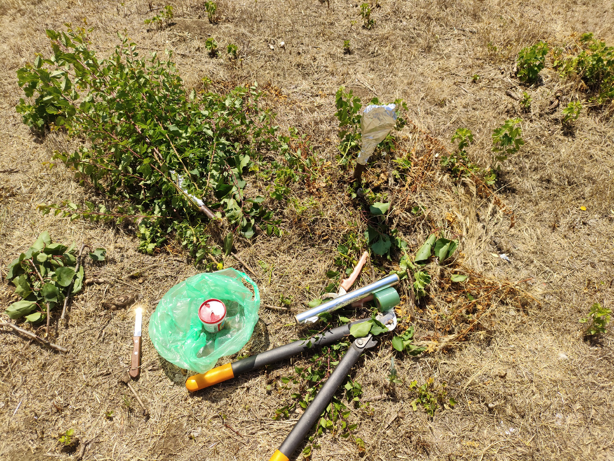 Вон сколько веток пришлось срезать, целое дерево.