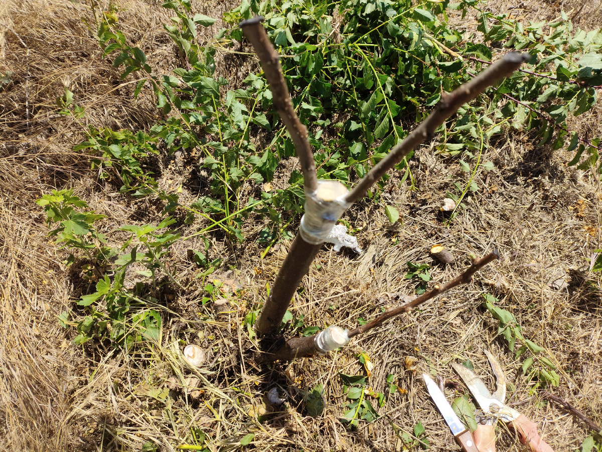 И вторая алыча была срезана и перепривита.