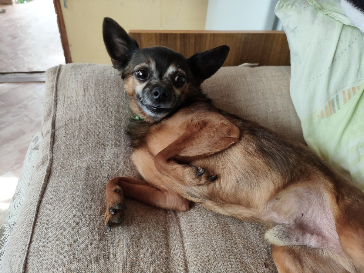 Как вот этот товарищ.. Ну чего ты меня не гладишь?