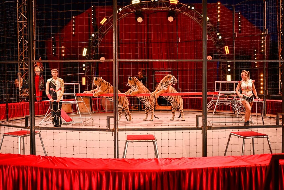    Цирк Предоставлено Пресс-службой