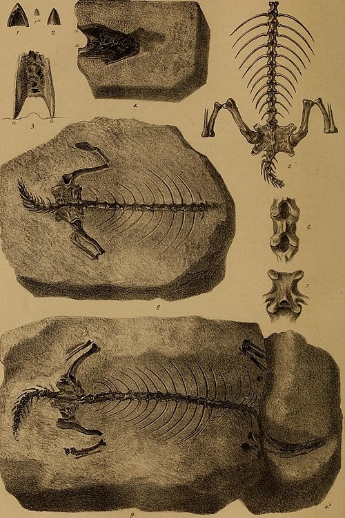 Собственно вот те тонкие ребра на старой реконструкции окаменелости лептоплеврона.