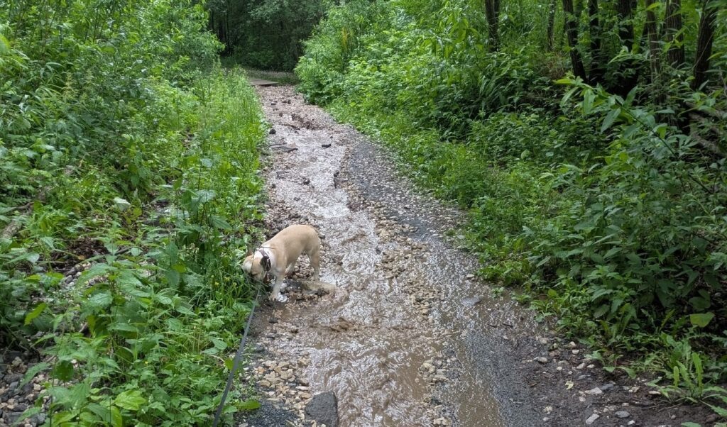    Фото: Сад Соловьев у речки Уинки/VK Ульяна Бажанова