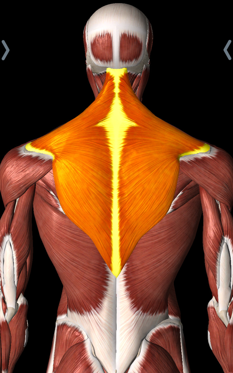 Фото с Essential Anatomy 5 — это полнофункциональное справочное приложение по анатомии в 3D