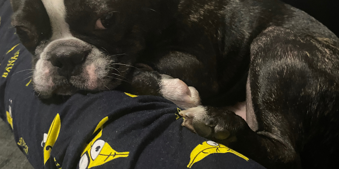 Чем болеют французские бульдоги