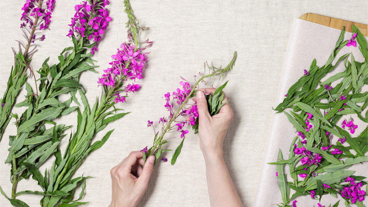 Как выглядит иван-чай в период сбора — июнь-июль.