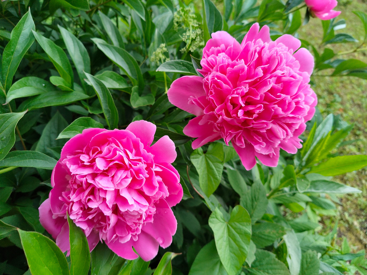 Пион 'Мсье Жюль Эли' (Monsieur Jules Elie) в нашем саду 2025. Фото автора @Маша Генералова