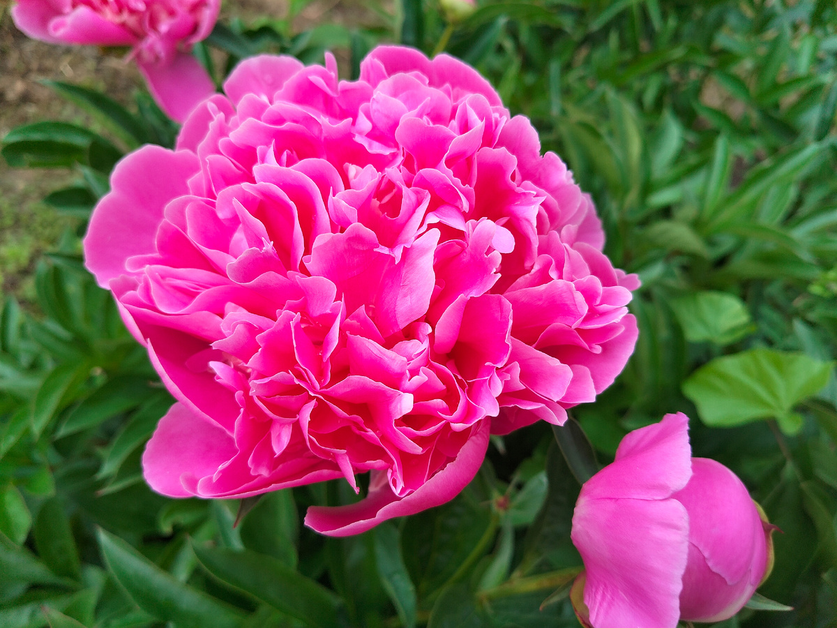 Пион 'Мсье Жюль Эли' (Monsieur Jules Elie) в нашем саду 2025. Фото автора @Маша Генералова