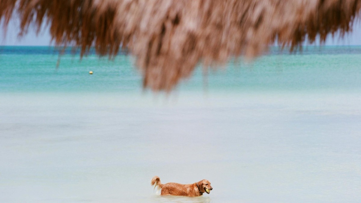    Некоторые породы, такие как лабрадоры и ретриверы, обожают воду и плавают с легкостью — у них даже есть перепонки между пальцами!
