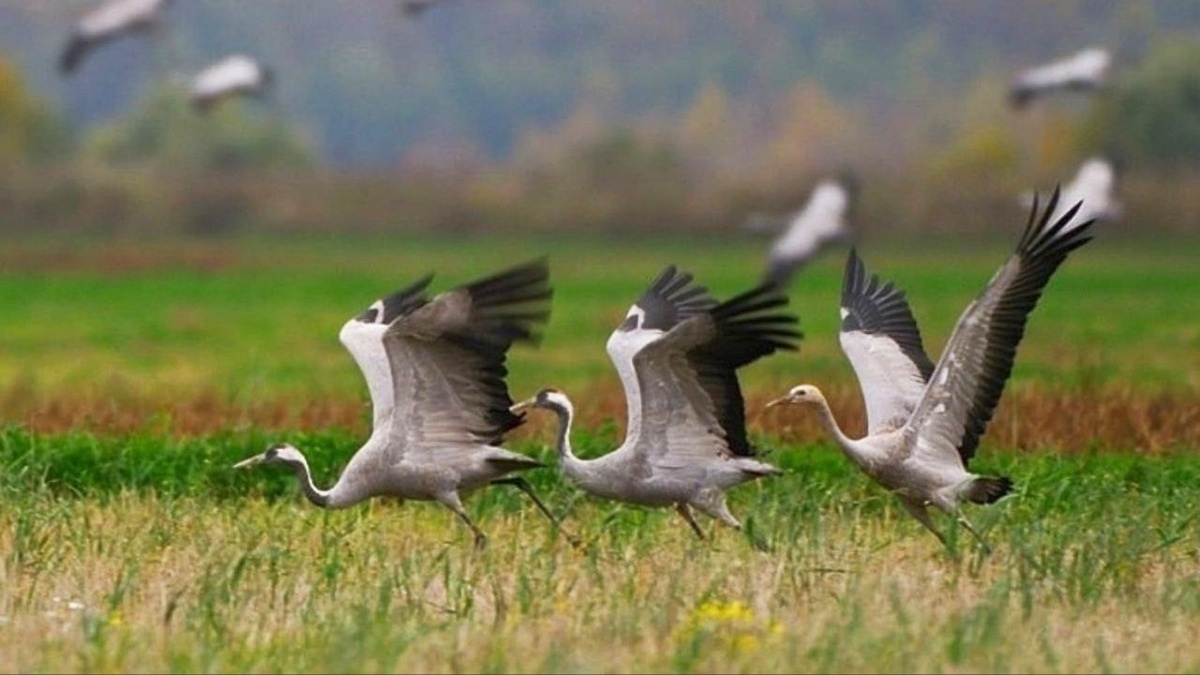 В заказнике "Журавлиная родина"