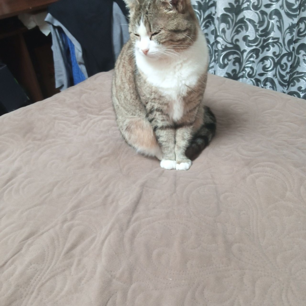 Знакомтесь Муся самая воспитаная Дама)