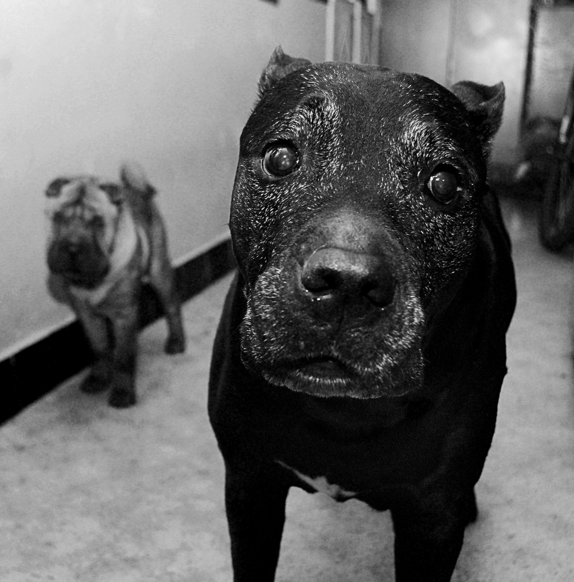 3 августа 2008 года. Тейла (черная) и маленькая Масяня чуть сзади